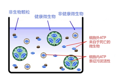 第二代微生物活性快速检测仪